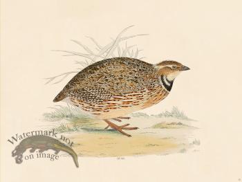 10 BGB Quail